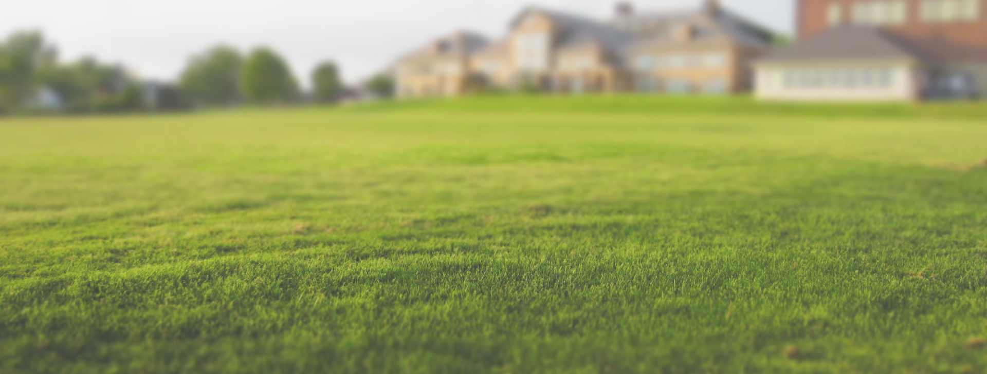 Your lawn and landscape
the way that it should